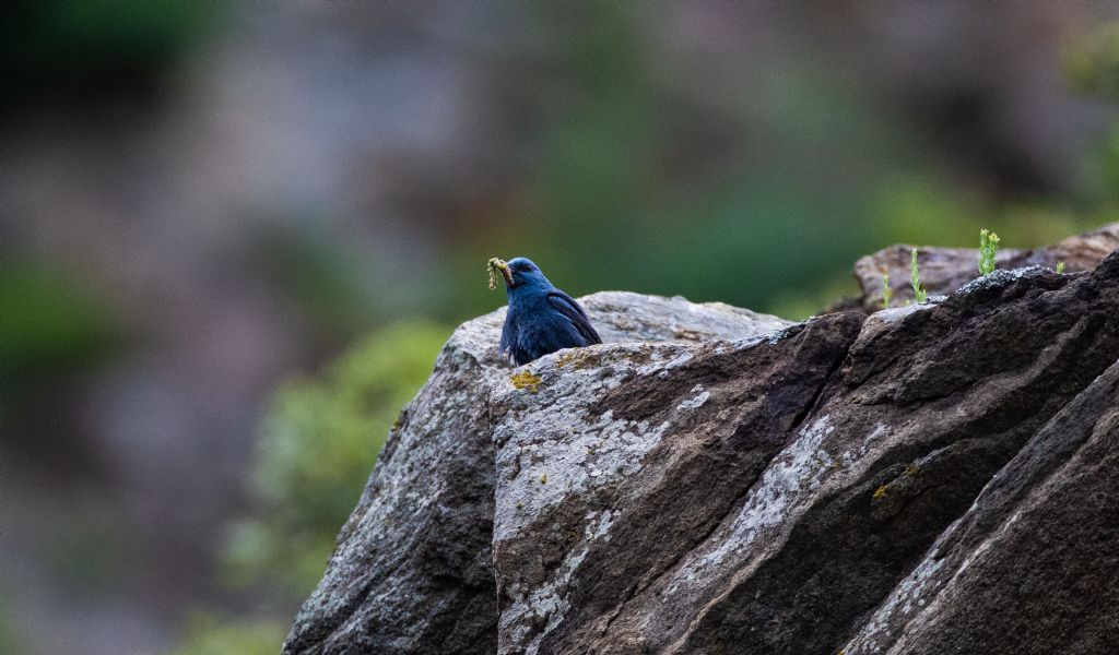 Passero solitario